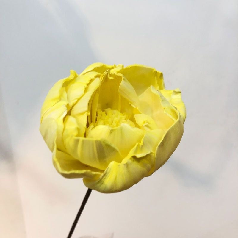 A flower that never fades - 我的商店